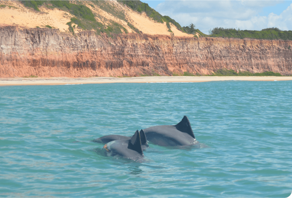 Baía Dos Golfinhos